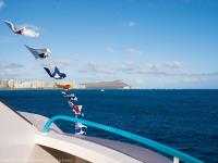 star of honolulu early bird whale watch cruise